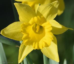 image for Lesser Daffodil