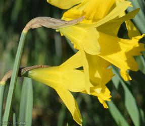 Lesser Daffodil