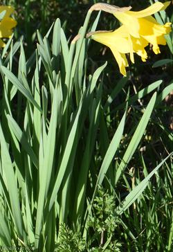 Lesser Daffodil