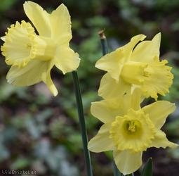 image for Spanish Daffodil