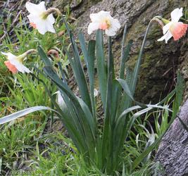 Boutigny's Daffodil