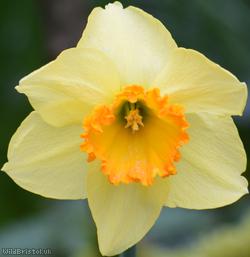 image for Nonesuch Daffodil
