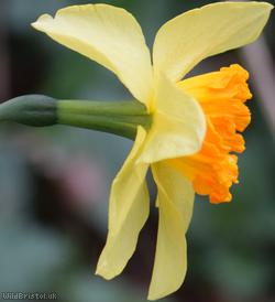 Nonesuch Daffodil