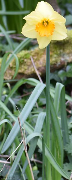 Nonesuch Daffodil