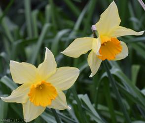 Nonesuch Daffodil