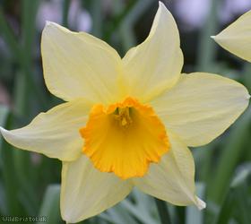 Nonesuch Daffodil