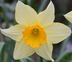 Nonesuch Daffodil