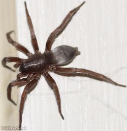 image for Mouse Spider