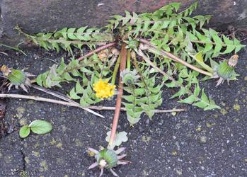 Imbricate-bracted Dandelion