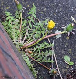 Imbricate-bracted Dandelion