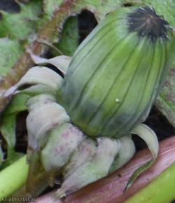 Imbricate-bracted Dandelion