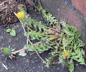 Imbricate-bracted Dandelion