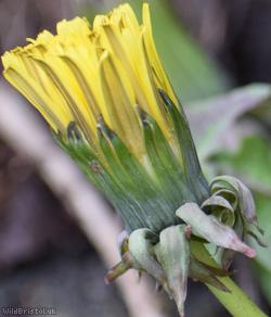 Imbricate-bracted Dandelion