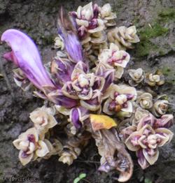 image for Purple Toothwort