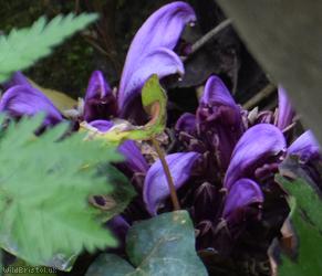 Purple Toothwort
