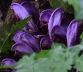 Purple Toothwort