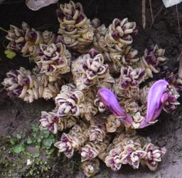 Purple Toothwort