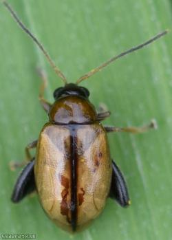 image for Potato Flea Beetle