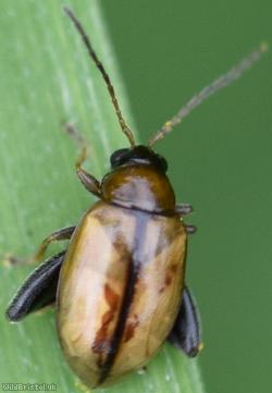 Potato Flea Beetle
