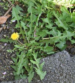 Taraxacum 'Broadway Rd Celtica'