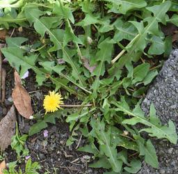 Taraxacum 'Broadway Rd Celtica'