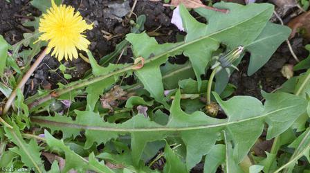 Taraxacum 'Broadway Rd Celtica'