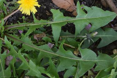 Taraxacum 'Broadway Rd Celtica'