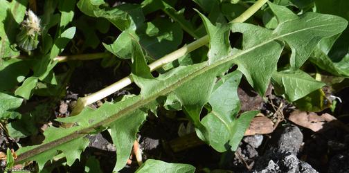 Taraxacum 'Broadway Rd Celtica'