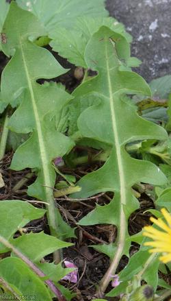Taraxacum 'Berkeley Rd Celtica'