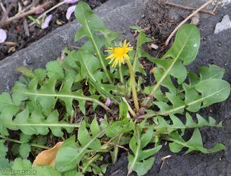 Taraxacum 'Berkeley Rd Celtica'