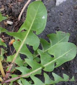 Taraxacum 'Berkeley Rd Celtica'