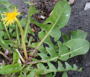 Taraxacum 'Berkeley Rd Celtica'