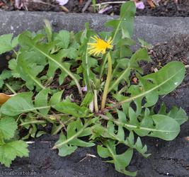 Taraxacum 'Berkeley Rd Celtica'