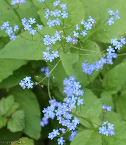 image for Great Forget-me-not