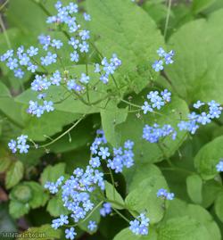 Great Forget-me-not