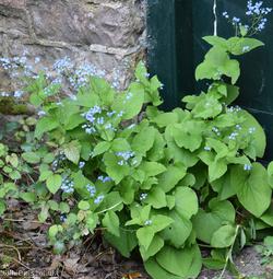 Great Forget-me-not