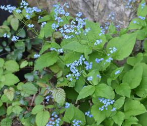 Great Forget-me-not