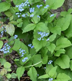 Great Forget-me-not