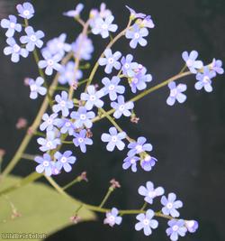 Great Forget-me-not