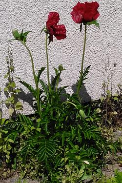 Bracteate Ornamental Poppy