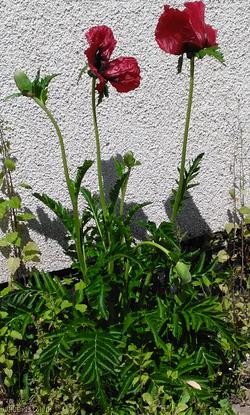 Bracteate Ornamental Poppy