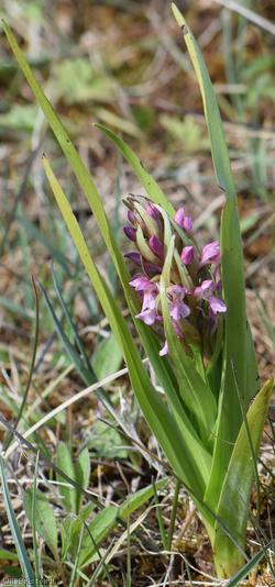 image for Early Marsh-orchid