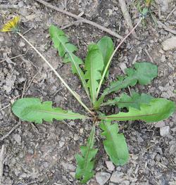 image for Sahlin's Dandelion