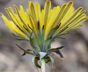Sahlin's Dandelion