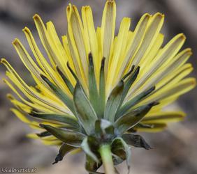 Sahlin's Dandelion