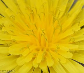Sahlin's Dandelion