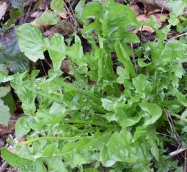Ekman's Dandelion