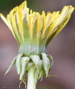 Ekman's Dandelion