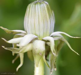 Ekman's Dandelion