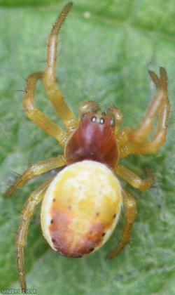 image for Six-spotted Orbweaver